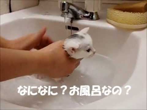 初めてのお風呂に入る子ネコに癒された