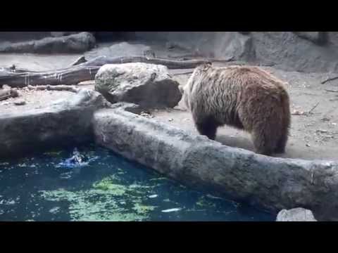 水に落ちたカラスを救ったカッコイイ熊が話題